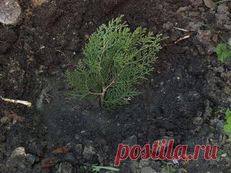 Как я выращиваю тую из веточки. – В РИТМІ ЖИТТЯ