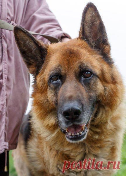 "Помощь Братьям Нашим Меньшим" (Екатеринбург)