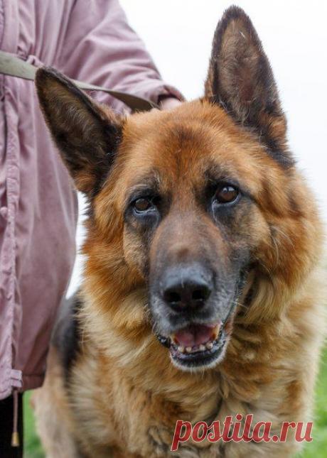 &quot;Помощь Братьям Нашим Меньшим&quot; (Екатеринбург)