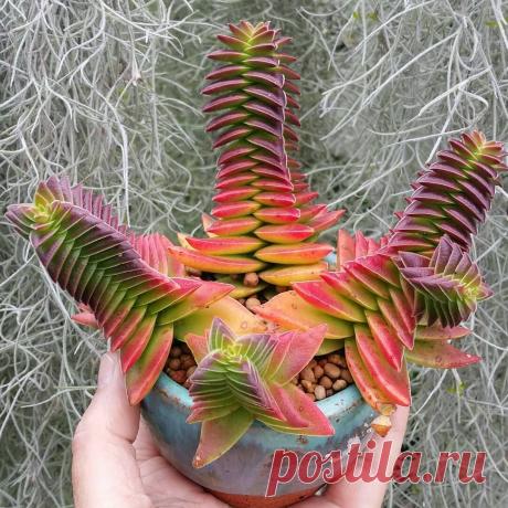 25 невероятно красивых и красочных суккулентов. Часть 1 | Кактусач | Яндекс Дзен