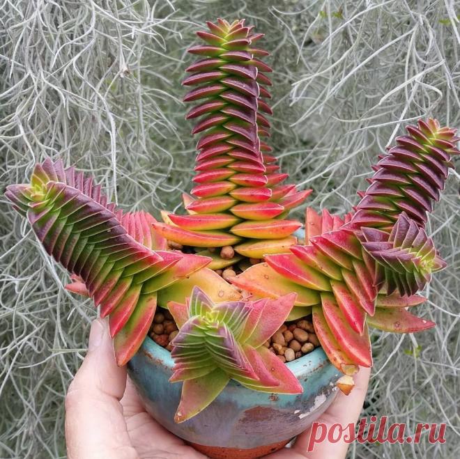 25 невероятно красивых и красочных суккулентов. Часть 1 | Кактусач | Яндекс Дзен