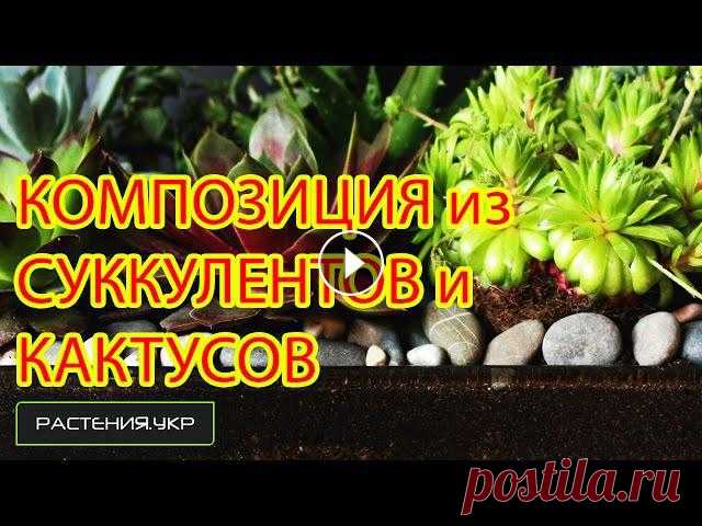 Композиция из кактусов и суккулентов NEW (1 серия) Композиция (лат. compositio — составление, связывание, сложение, соединение) — составление целого из частей.______________________________...
