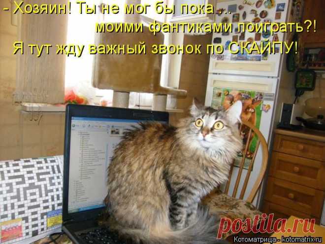 Животные шутят