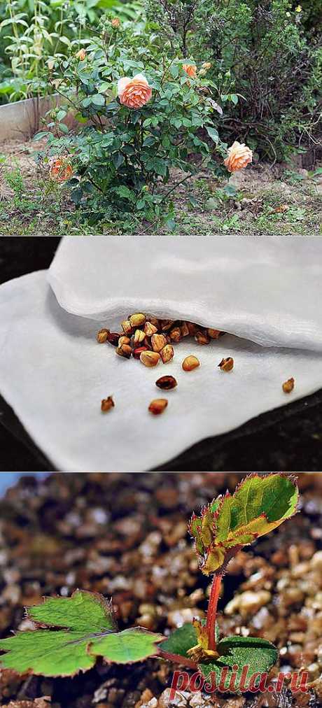 Выращиваем розу из семян. Мастер-класс.