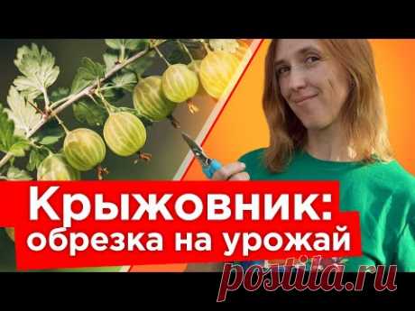 КРЫЖОВНИК БУДЕТ КРУПНЫМ И СЛАДКИМ ПОСЛЕ ТАКОЙ ОБРЕЗКИ ОСЕНЬЮ! Уход за крыжовником в сентябре