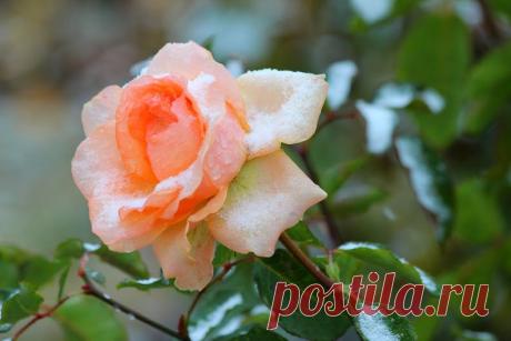 Flowers – Roses - Розы. – Сообщество – Google+