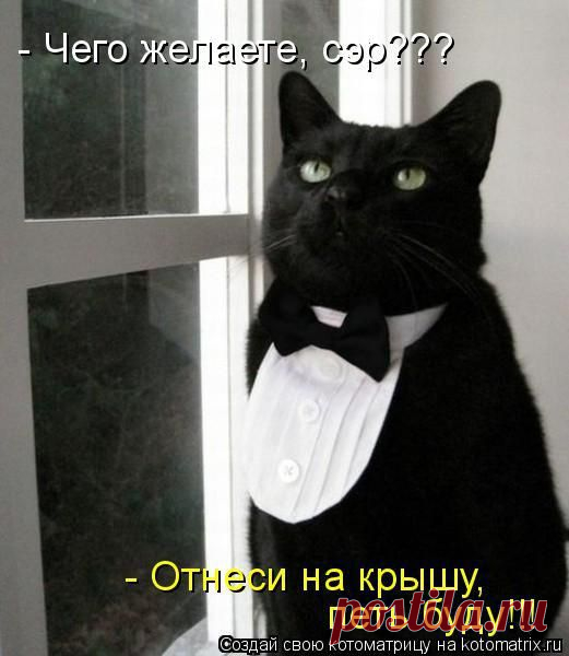 Веселая котоматрица за неделю / Питомцы
