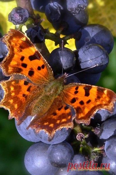 Экология: береги природу! | Животные и растения