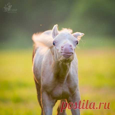 Жизнь животных имеет свою собственную цель, а не является средством удовлетворения человеческих потребностей.
Доктор Майкл У. Фокс