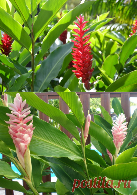 Альпиния – уход в домашних условиях. Выращивание, пересадка и размножение альпинии. Описание, виды – Flowertimes.ru