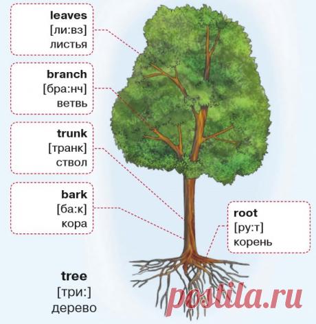 Части дерева