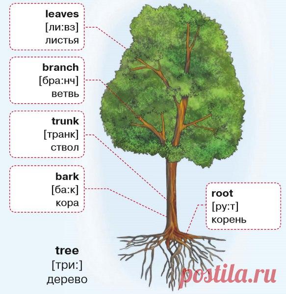 Части дерева