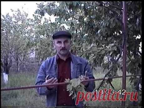 ▶ ФИЛЬМ ПРО ВИНОГРАД С УРОКАМИ №1,2,3,4,5 VP8 - YouTube