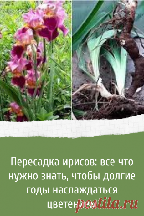 Пересадка ирисов: все что нужно знать, чтобы долгие годы наслаждаться цветением