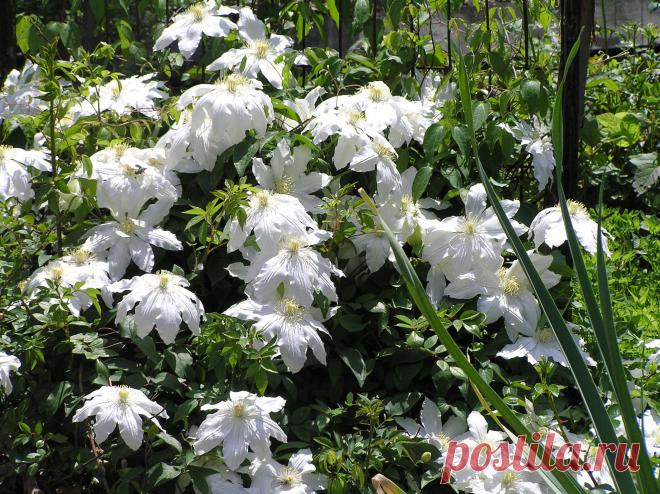 Мой Мир@Mail.Ru Владивостокский ботанический сад :клематис.