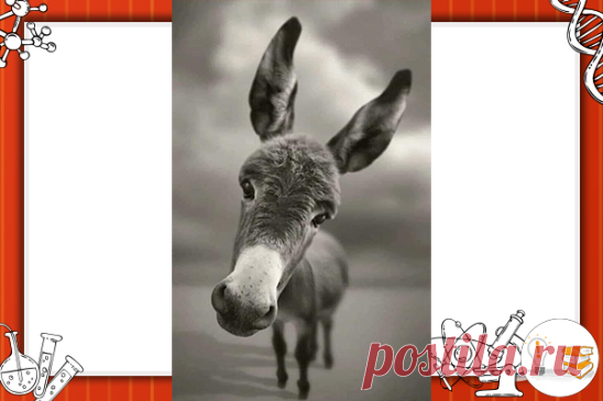 Притча: «Никогда не разговаривай с ослами»
Ослик сказал тигру: 
— Трава синяя. 
Тигр ответил: 
— Нет, трава зеленая! 
Вспыхнул спор, и они пошли ко льву – лесному царю, чтобы разрешить свои разногласия. 
Еще до того, как они добрались до места в лесу, где лев сидел на своем троне, ослик начал кричать: 
— Ваше Величество, а правда ли, что трава синяя? 
Лев ответил: 
— Да, правда, трава синяя. 
Осёл обрадовался и продолжил: 
— Тигр со мной не согласен, спорит и раздражает ме...