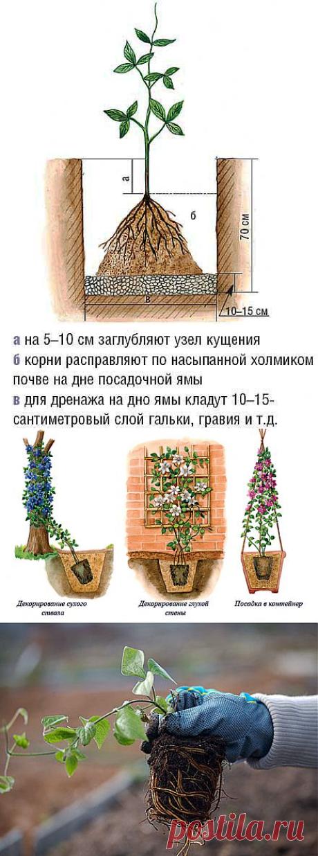 Клематисы-посадка.