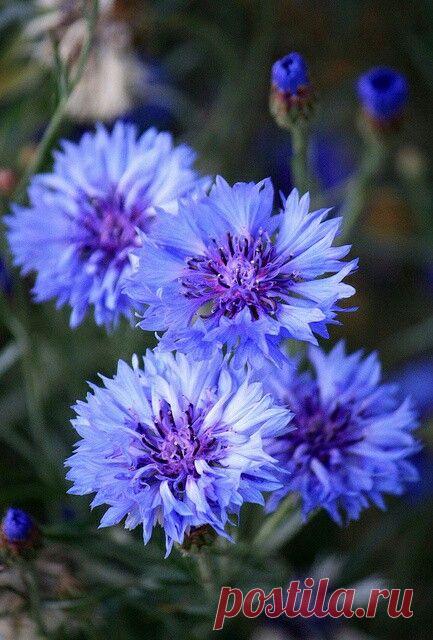 Пин на доске яРОМАШЕЧКИ