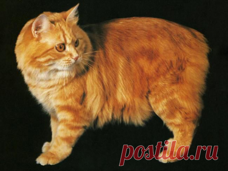 Бесхвостый котэ