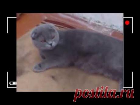 Суперговорящие коты!!! Смеялся до слёз. Отлично провёл время!!!