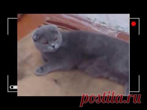 Суперговорящие коты!!! Смеялся до слёз. Отлично провёл время!!!