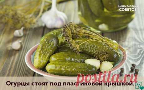 Это очень интересный рецепт!
Огурцы стоят под пластиковой крышкой не в погребе, а просто в шкафу (у меня стоят в коридоре). Так вот засолила я их 16 октября. Доставала не руками, а чистой вилочкой. Последний огурчик был съеден 27 декабря. За все эти месяцы ни плесени, ни перекисания не произошло! А огурчики хрустящие малосольные - как будто только что засолены! 
Замачиваем огурчики в холодной воде на 3 часа. В 3-х литровую банку закладываем специи - хреновый и смородиновый...
