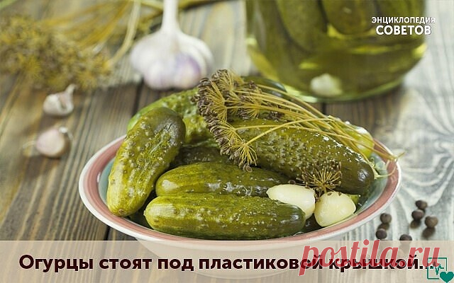 Это очень интересный рецепт!
Огурцы стоят под пластиковой крышкой не в погребе, а просто в шкафу (у меня стоят в коридоре). Так вот засолила я их 16 октября. Доставала не руками, а чистой вилочкой. Последний огурчик был съеден 27 декабря. За все эти месяцы ни плесени, ни перекисания не произошло! А огурчики хрустящие малосольные - как будто только что засолены! 
Замачиваем огурчики в холодной воде на 3 часа. В 3-х литровую банку закладываем специи - хреновый и смородиновый...