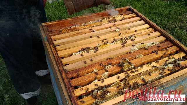 Такой пчелиный продукт, как мёд с заданными свойствами, нередко возникает в обсуждениях. Хотя в России, в советское время ученые много уделяли сил этому вопросу, мне встретить достойного варианта пока не удалось. Поиск в Интернете показал, что в мире таких медов немало. Один из самых дорогих медов – Лайфмел (есть сайт). Идея получения целебного меда у его создателя Александра Горошита (эмигрировал в Израиль), врача по специальности, возникла в процессе поиска эффективных с...