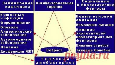 Особенности становления биоценоза кишечника и кишечный дисбактериоз