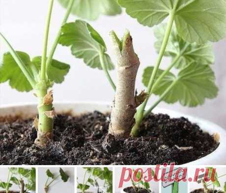 КОЕ-ЧТО НОВОЕ О ПЕЛАРГОНИИ! | 6 соток