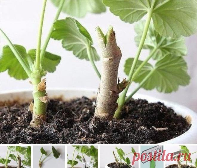 КОЕ-ЧТО НОВОЕ О ПЕЛАРГОНИИ! | 6 соток