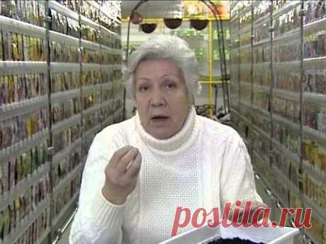 Советы тети Тани. Сельдерей на рассаду.