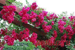 Идеи Комфорта-дизайн интерьеров, мировые новости