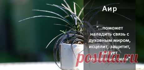 20 магических растений, которые стоит завести дома