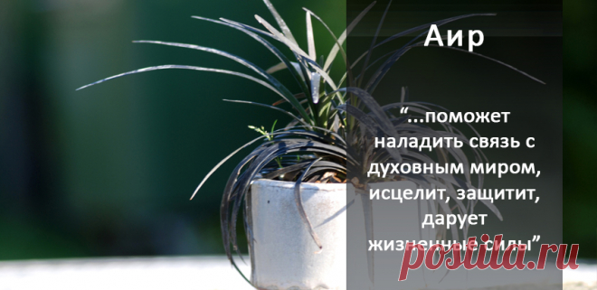20 магических растений, которые стоит завести дома
