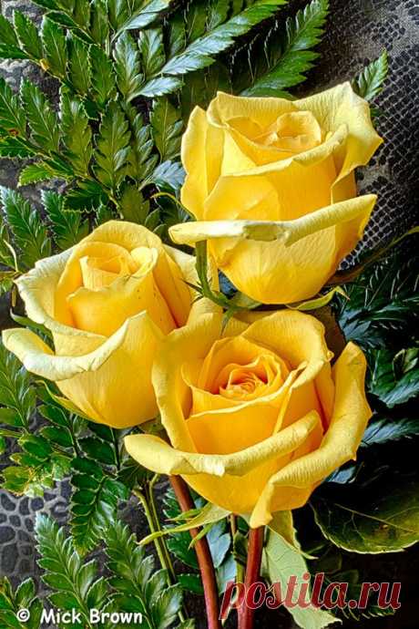 I see my Mom in yellow roses because they are her favorite…
от Mick Brown   |   Pinterest • Всемирный каталог идей
