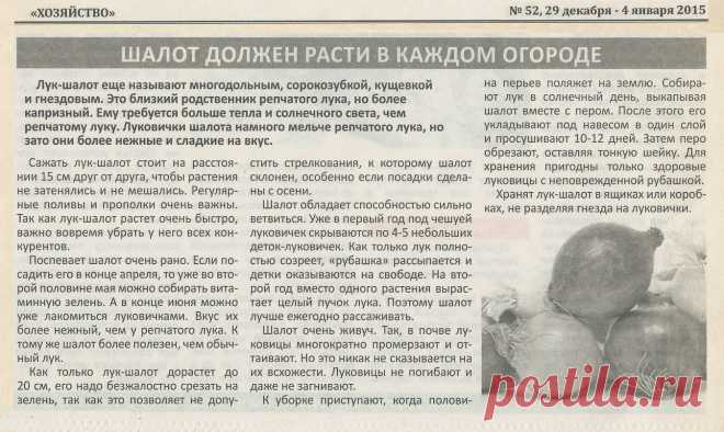 Шалот должен расти в каждом огороде