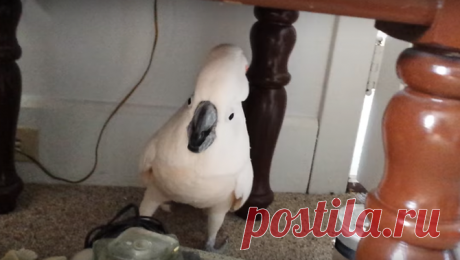 Попугай узнал, что ему предстоит визит к ветеринару. Его реакция это нечто!