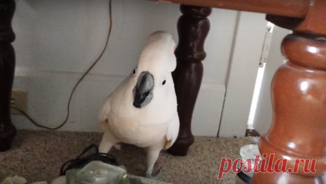 Попугай узнал, что ему предстоит визит к ветеринару. Его реакция это нечто!