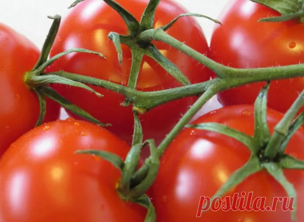 Томаты, которые не боятся фитофторы | Огород просто | Яндекс Дзен