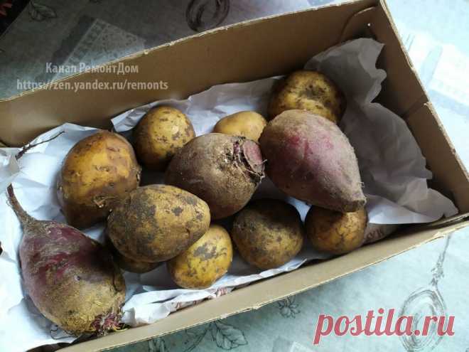 Храню картофель в квартире. Без погреба до весны свежая картошка | 6 соток