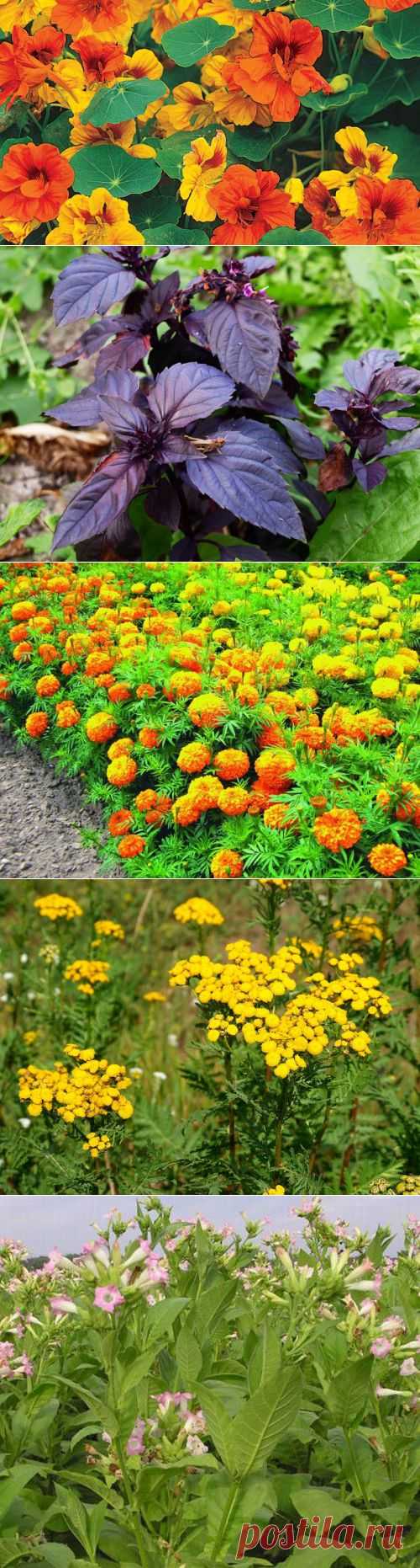 РАСТЕНИЯ-ЗАЩИТНИКИ. | Креативные идеи - для дома, для сада, вязание, шитье, описание моделей