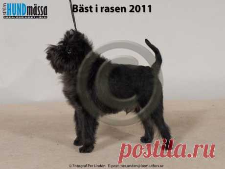 AFFENPINSCHER Namn: FI V-09, FI V-10, NO V-10, NORD UCH, NORD V-09, SE V-10 PIZZIRICO V. TANI KAZARI Ägare: LANGE VERONICA, DR.MHAIRI BROWN, VÄSTERÅS Uppfödare: M W A H COOYMANS, NEDERLÄNDERNA
