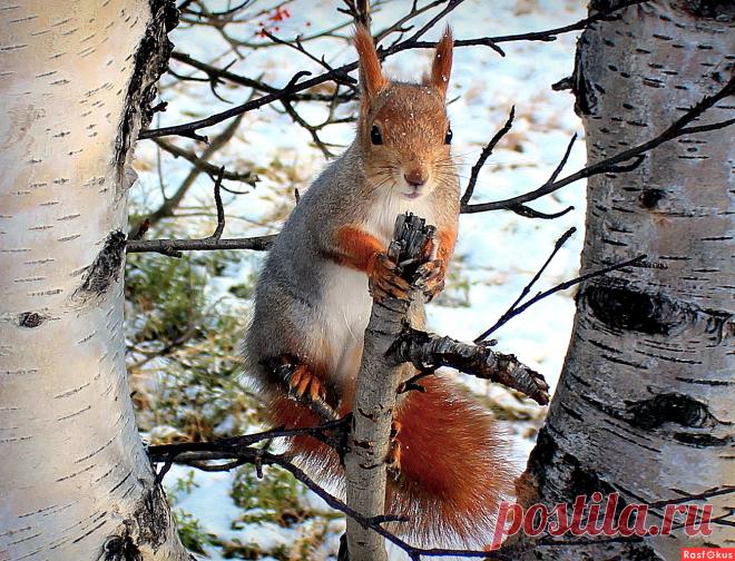 Фото: Моя любимая модель.... Фотолюбитель Тата52 с ЯФ. Фото животных. Фотосайт Расфокус.ру