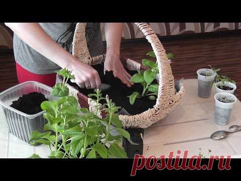 Мини цветники в корзинах и кашпо. Видео-урок.: Группа Практикум садовода и огородника
