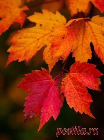 Pin on 🍁Autumn🍂