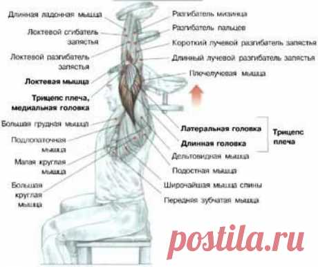 Трицепс: анатомия и упражнения / Спорт Сильных!