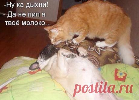 Без кота и жизнь не та