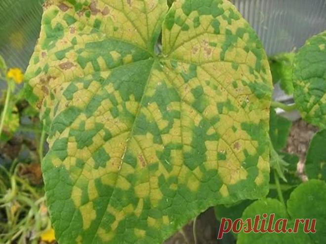 Чем полить огурцы, чтобы не желтели листья? – В РИТМІ ЖИТТЯ