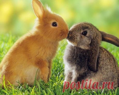 «Милые зайчата» — карточка пользователя Дмитрий К. в Яндекс.Коллекциях